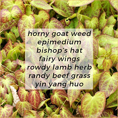 100% Pure Horny Goat Weed Extract (100g) - Epimedium grandiflorum - Premium Grade 10:1 Full Spectrum Water Extract (Whole Plant Used - 10x More Potent + Bioavailable) - 1-3% Icariin